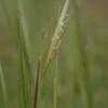Thumbnail #2 of Andropogon virginicus by melody