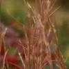 Thumbnail #1 of Andropogon virginicus by melody
