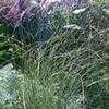 Thumbnail #1 of Miscanthus sinensis by mystic