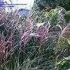 Thumbnail #2 of Miscanthus sinensis by mystic