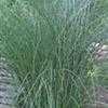 Thumbnail #3 of Miscanthus sinensis by mystic