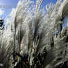 Thumbnail #4 of Miscanthus sinensis by bigcityal