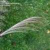 Thumbnail #2 of Miscanthus sinensis by lmelling