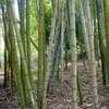 Thumbnail #1 of Phyllostachys vivax by palmbob