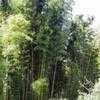 Thumbnail #2 of Phyllostachys vivax by palmbob