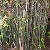 Thumbnail #1 of Bambusa textilis by palmbob