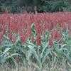 Thumbnail #1 of Sorghum bicolor by philomel