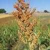 Thumbnail #2 of Sorghum bicolor by philomel