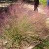 Thumbnail #2 of Muhlenbergia capillaris by frostweed