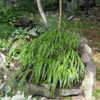 Thumbnail #3 of Hakonechloa macra by Noreaster