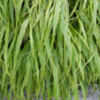 Thumbnail #4 of Hakonechloa macra by growin