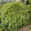 Thumbnail #5 of Hakonechloa macra by growin