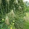 Thumbnail #5 of Stipa gigantea by kniphofia