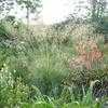 Thumbnail #4 of Stipa gigantea by KMAC