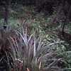 Thumbnail #1 of Carex pendula by Baa