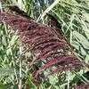 Thumbnail #4 of Phragmites australis by Equilibrium