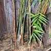Thumbnail #1 of Himalayacalamus hookerianus by palmbob