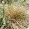 Thumbnail #2 of Stipa lessoniana by saya