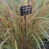 Thumbnail #3 of Stipa lessoniana by Terri1948