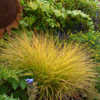 Thumbnail #4 of Stipa lessoniana by AnniesAnnuals