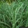 Thumbnail #2 of Miscanthus sinensis by hczone6