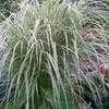 Thumbnail #3 of Miscanthus sinensis by mystic