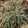 Thumbnail #2 of Ophiopogon jaburan by BUFFY690