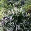 Thumbnail #1 of Ophiopogon jaburan by Tomtom