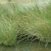 Thumbnail #2 of Juncus effusus by peachespickett