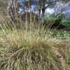 Thumbnail #4 of Muhlenbergia rigens by AmyMorie