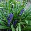 Thumbnail #1 of Liriope muscari by ladyannne