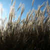 Thumbnail #3 of Miscanthus sinensis by growin