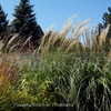 Thumbnail #5 of Miscanthus sinensis by DaylilySLP