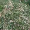 Thumbnail #3 of Deschampsia cespitosa by Zaragoza