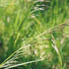 Thumbnail #4 of Deschampsia cespitosa by RVWE