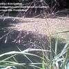 Thumbnail #2 of Eragrostis spectabilis by Kim_M