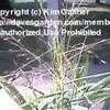 Thumbnail #1 of Eragrostis spectabilis by Kim_M
