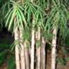 Thumbnail #1 of Thyrsostachys siamensis by tropicalbamboo