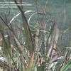 Thumbnail #4 of Eragrostis spectabilis by Kim_M
