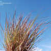 Thumbnail #5 of Schizachyrium scoparium by growin