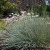 Thumbnail #1 of Festuca trachyphylla by hczone6