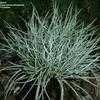 Thumbnail #4 of Festuca trachyphylla by bootandall
