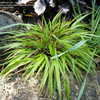 Thumbnail #3 of Hakonechloa macra by plantaholic186