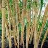 Thumbnail #1 of Phyllostachys vivax by growin