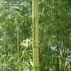 Thumbnail #2 of Phyllostachys vivax by WUVIE