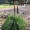 Thumbnail #1 of Xanthorrhoea resinifera by palmbob