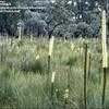 Thumbnail #2 of Xanthorrhoea resinifera by kennedyh