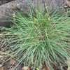 Thumbnail #4 of Festuca ovina var. glauca by Gabrielle