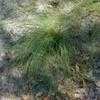 Thumbnail #1 of Aristida stricta var. beyrichiana by Floridian