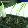Thumbnail #2 of Pennisetum glaucum by ladygardener1